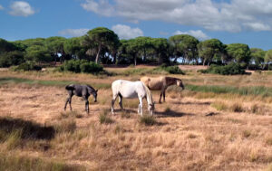 Parque Nacional de Doñana