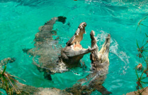 Crocodile-Park Torremolinos