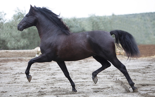 De Elegante Andalusiër: Het Iconische Spaanse Paardenras